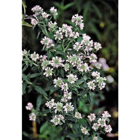 MENTHE des MONTAGNES (pycnanthemum pilosum)