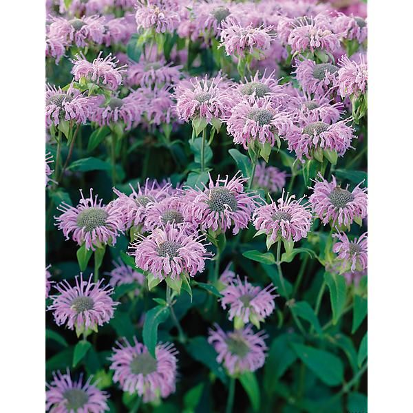 MONARDE FISTULOSA