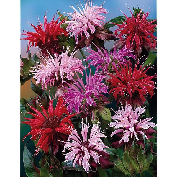 MONARDE DIDYMA