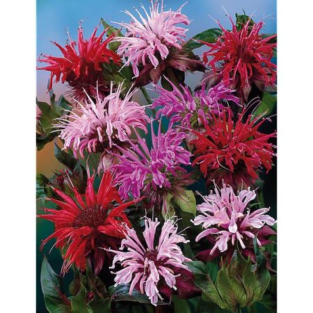 MONARDE DIDYMA