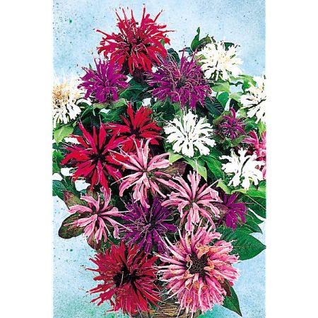 MONARDE DIDYMA