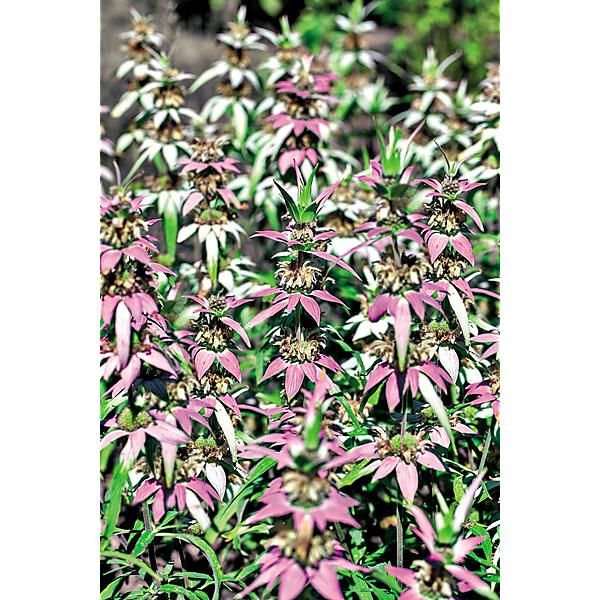 MONARDE punctata SPOTTED BEEBALM