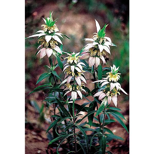 MONARDE punctata SPOTTED BEEBALM