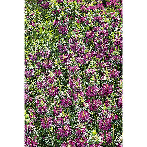 MONARDE x citriodora BERGAMO