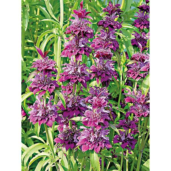 MONARDE x citriodora BERGAMO