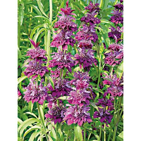 MONARDE x citriodora BERGAMO