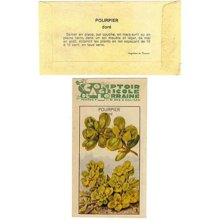 POURPIER DORÉ à LARGES FEUILLES