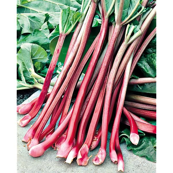 RHUBARBE GLASKINS PERPETUAL
