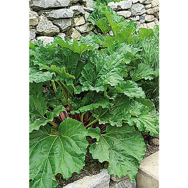 RHUBARBE MIXED