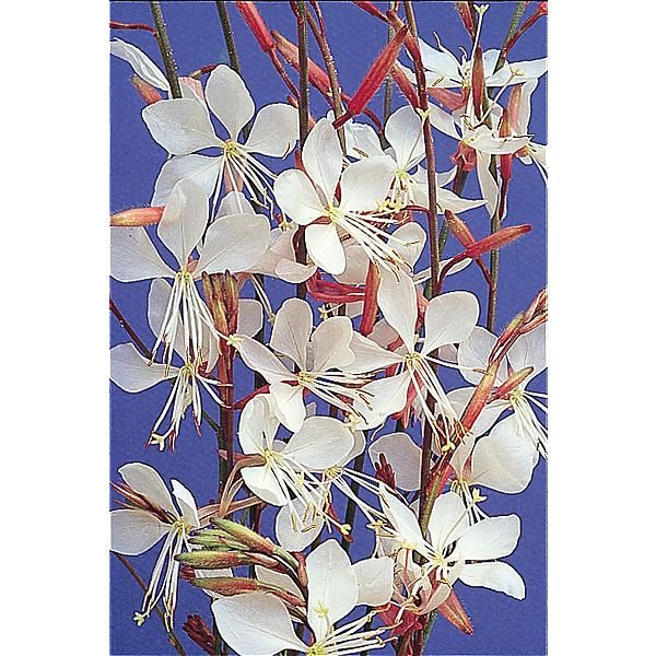 GAURA lindheimeri SPARKLE WHITE