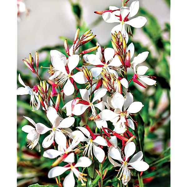 GAURA lindheimeri SPARKLE WHITE