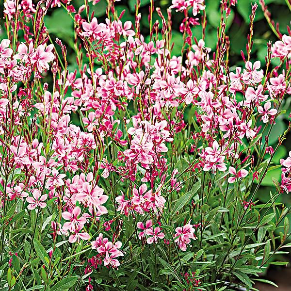 GAURA lindheimeri EMMELINE PINK BOUQUET