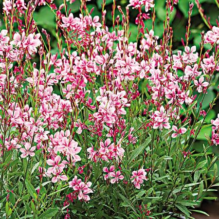 GAURA lindheimeri EMMELINE PINK BOUQUET