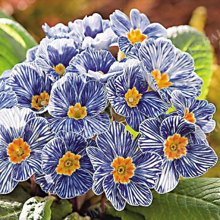 PRIMEVÈRE acaulis F1 NAUTILUS® BLUE VEIN