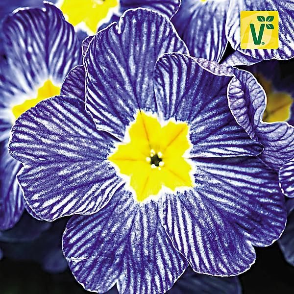 PRIMEVÈRE acaulis F1 NAUTILUS® BLUE VEIN