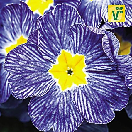 PRIMEVÈRE acaulis F1 NAUTILUS® BLUE VEIN