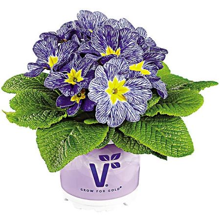 PRIMEVÈRE acaulis F1 NAUTILUS® BLUE VEIN