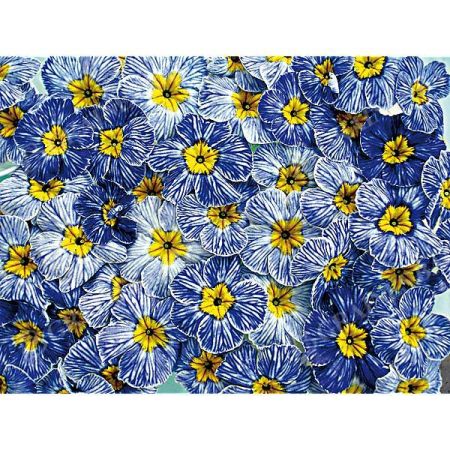 PRIMEVÈRE acaulis F1 NAUTILUS® BLUE VEIN
