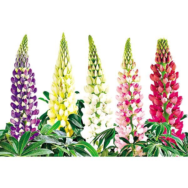 LUPIN de RUSSEL MINI-GALLERY® MIX