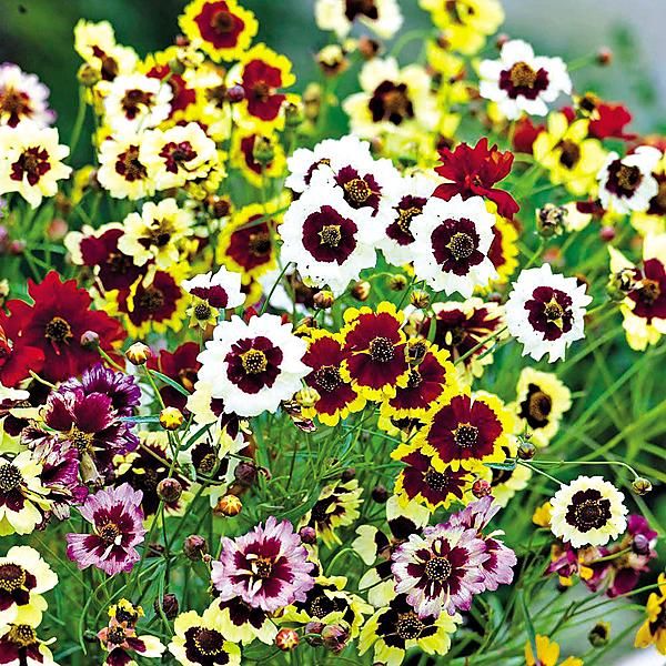 COREOPSIS hyb. INCREDIBLE ! TALL MIX