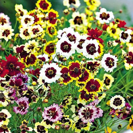 COREOPSIS hyb. INCREDIBLE ! TALL MIX