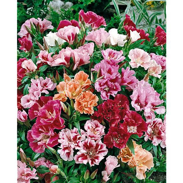 GODETIA GRANDIFLORA à FLEUR d'AZALÉE MIX