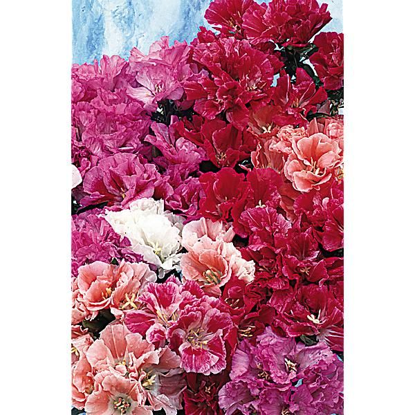 GODETIA GRANDIFLORA à FLEUR d'AZALÉE MIX
