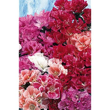 GODETIA GRANDIFLORA à FLEUR d'AZALÉE MIX