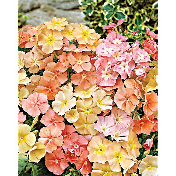 PHLOX de DRUMMOND PHLOX of SHEEP