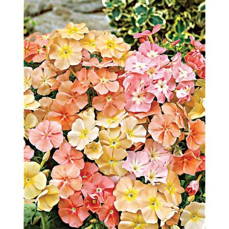 PHLOX de DRUMMOND PHLOX of SHEEP