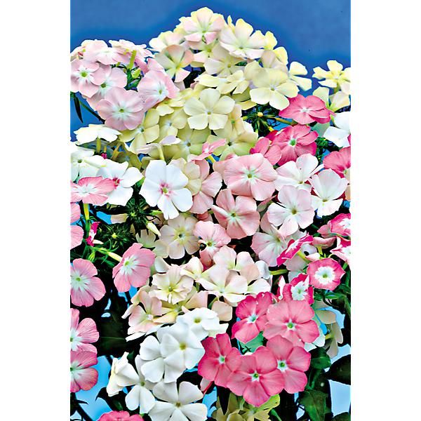 PHLOX de DRUMMOND PHLOX of SHEEP