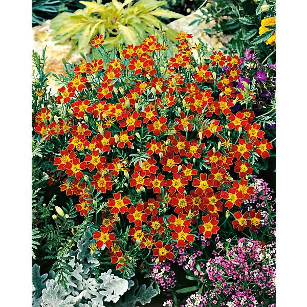 ŒILLET d'INDE tenuifolia dit TAGÈTE PAPRIKA