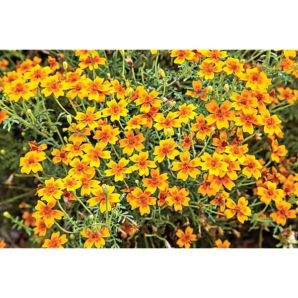 ŒILLET d'INDE tenuifolia dit TAGÈTE TANGERINE
