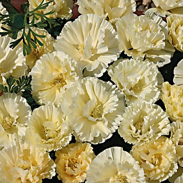 ESCHSCHOLZIA de CALIFORNIE THAI SILK MILKMAID