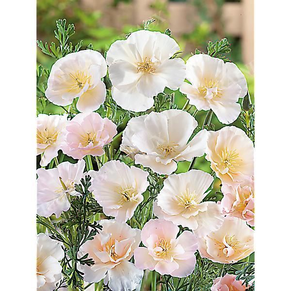 ESCHSCHOLZIA de CALIFORNIE THAI SILK PINK...