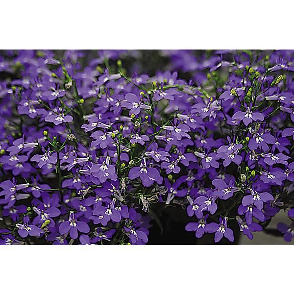 LOBELIA CRYSTAL PALACE
