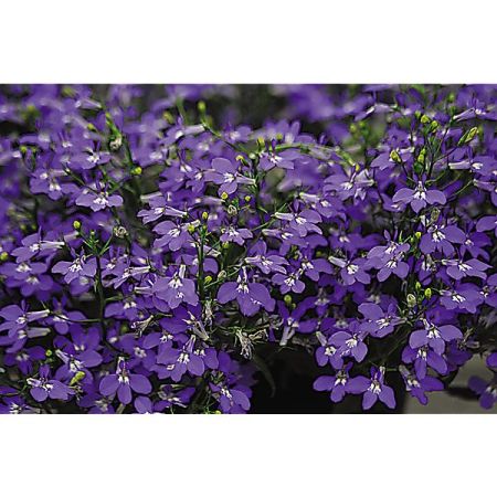 LOBELIA CRYSTAL PALACE