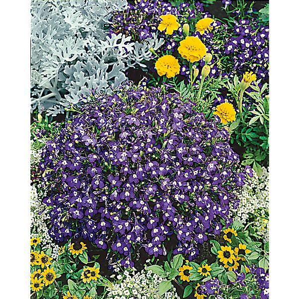 LOBELIA Mrs CLIBRAN