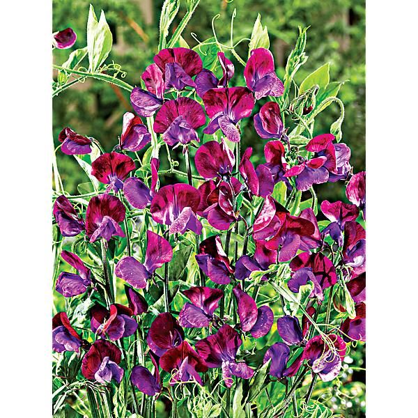 POIS de SENTEUR PURPLE PIMPERNEL
