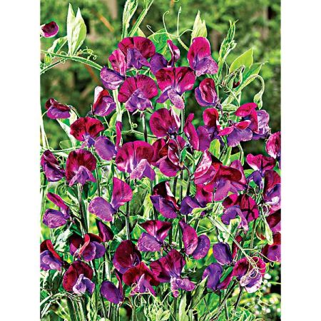 POIS de SENTEUR PURPLE PIMPERNEL