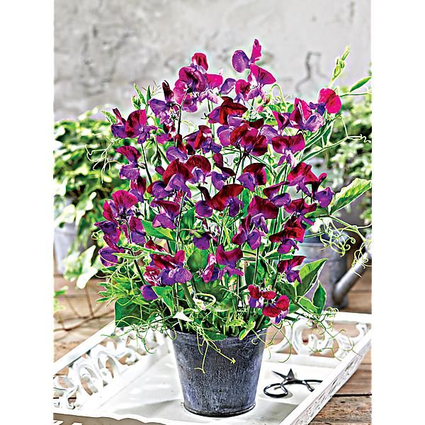 POIS de SENTEUR PURPLE PIMPERNEL