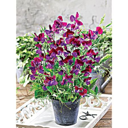 POIS de SENTEUR PURPLE PIMPERNEL