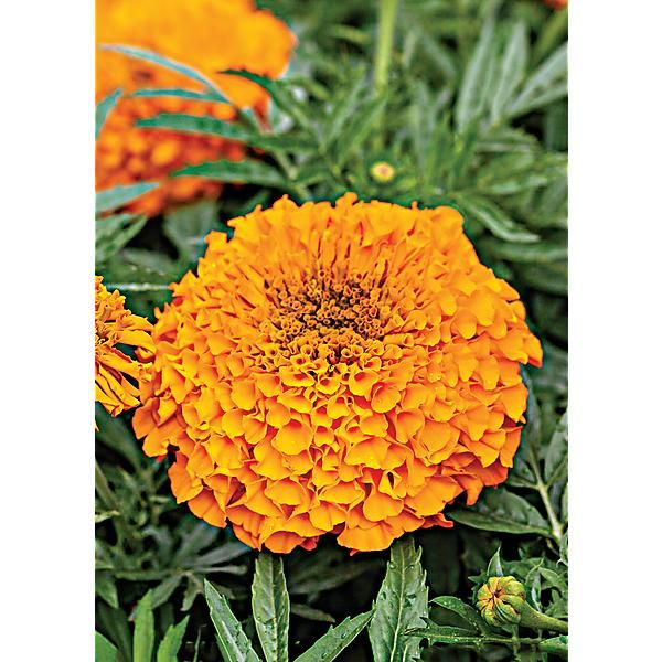 ROSE d'INDE F1 ANTIGUA ORANGE