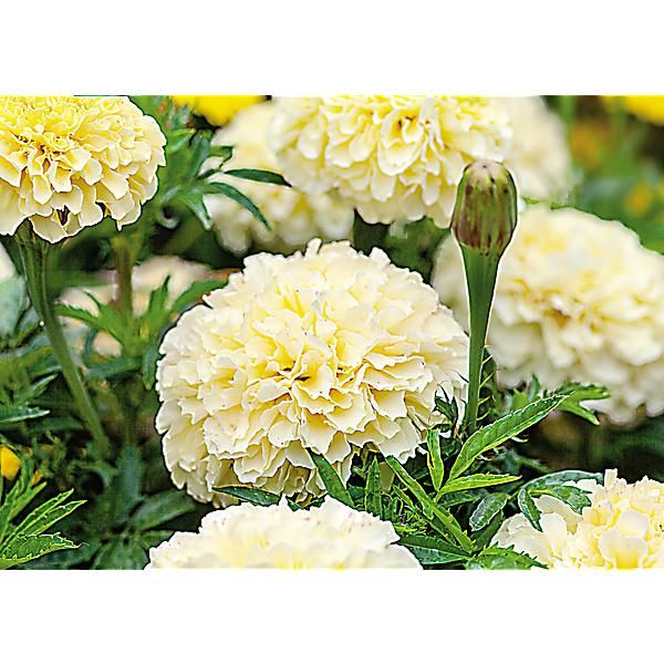 ROSE d'INDE naine F1 WHITEGOLD MINI