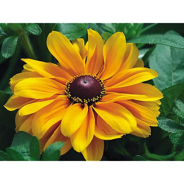 RUDBECKIA F1 TIGEREYE