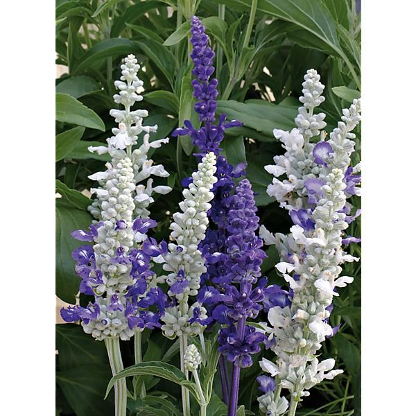 SAUGE farinacea SEASCAPE MIX