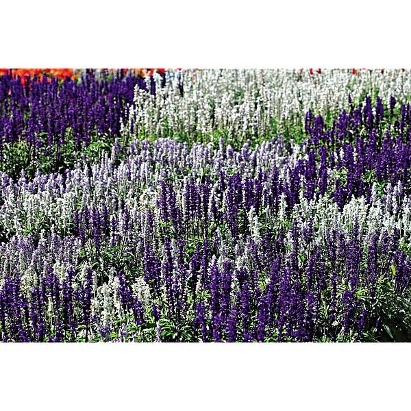 SAUGE farinacea SEASCAPE MIX