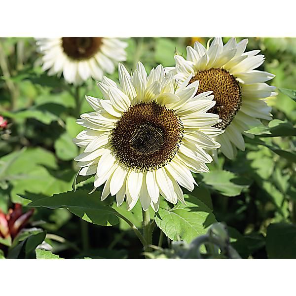 SOLEIL F1 PROCUT® WHITE LITE