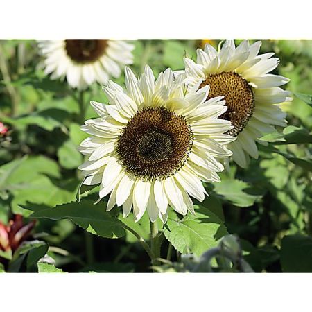 SOLEIL F1 PROCUT® WHITE LITE