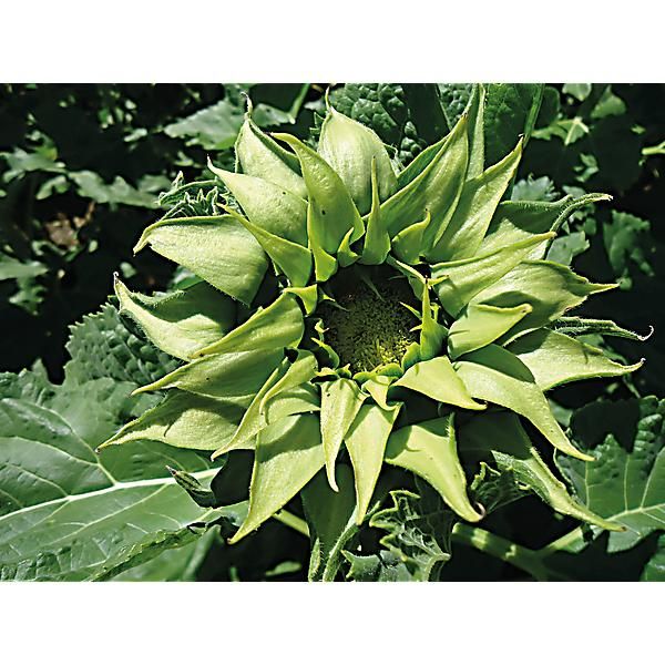 TOURNESOL F1 SUNFILL(TM) GREEN